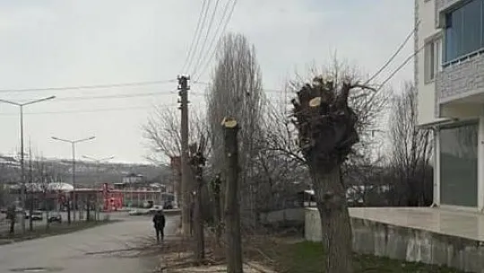 'Budama' diye ağaçları ortadan kestiler