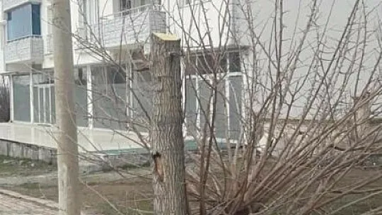 'Budama' diye ağaçları ortadan kestiler