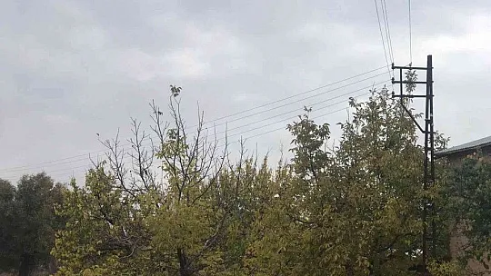 Ağaçların arasında kalan elektrik telleri tehlike saçıyor