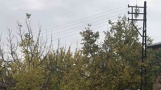 Ağaçların arasında kalan elektrik telleri tehlike saçıyor