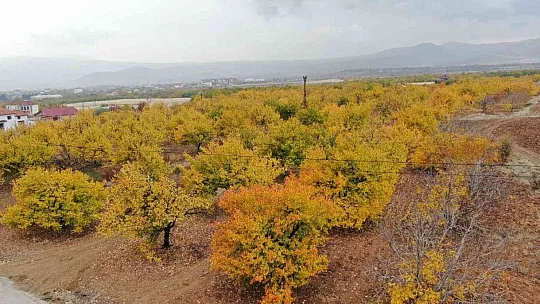 Ağaçların arasında kalan elektrik telleri tehlike saçıyor