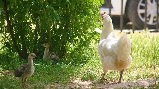 Annelik duygusu ağır bastı