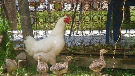 Annelik duygusu ağır bastı