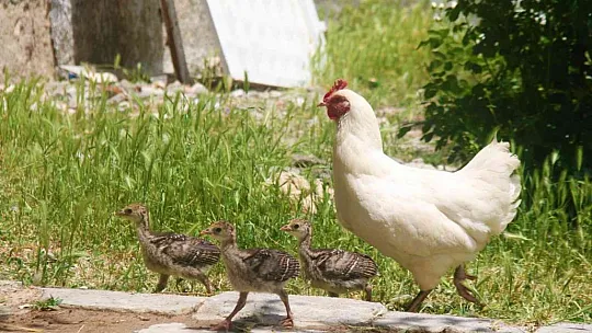 Annelik duygusu ağır bastı