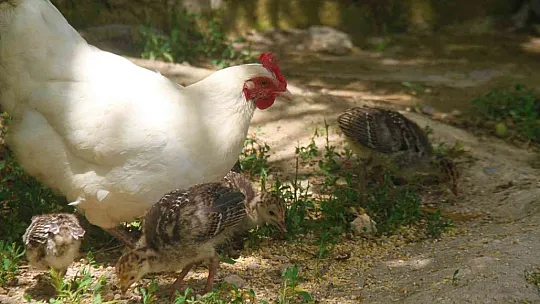 Annelik duygusu ağır bastı