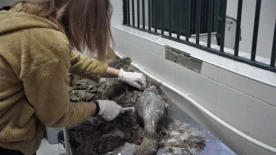 Araç çarpması sonucu bacakları kırılan yavru ayı ameliyata alındı