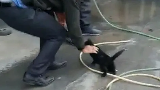 Aracın motoruna sıkışan yavru kedi, 2 saat süren çalışma ile çıkartıldı