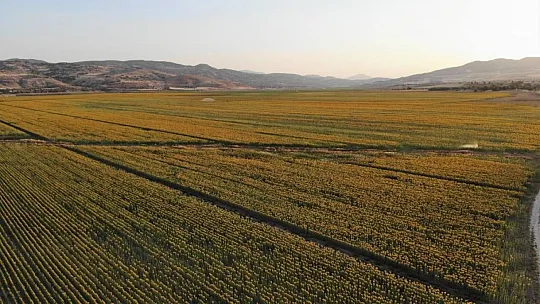 Burası Trakya değil Mazgirt!