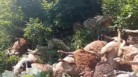 Tunceli'de uçurumdan atlayan 80 koyun telef oldu