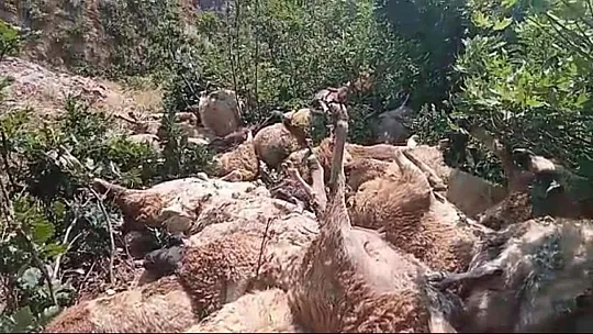 Tunceli'de uçurumdan atlayan 80 koyun telef oldu