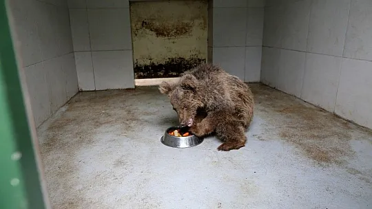 Çemişgezek'te yaralanan kör ayı, Bursa'da yeni yuvasına kavuştu