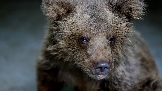 Çemişgezek'te yaralanan kör ayı, Bursa'da yeni yuvasına kavuştu