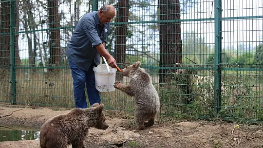 Çemişgezek'te yaralanan kör ayı, Bursa'da yeni yuvasına kavuştu