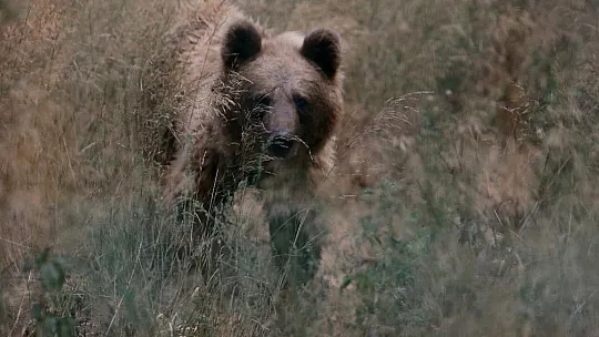 Çemişgezek'te yaralanan kör ayı, Bursa'da yeni yuvasına kavuştu
