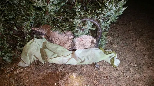 Çemişgezek'te yaban keçisi avlayan 2 kişiye 126 bin lira ceza
