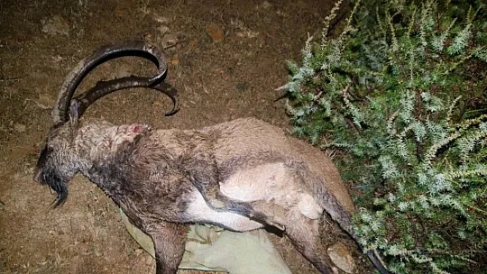 Çemişgezek'te yaban keçisi avlayan 2 kişiye 126 bin lira ceza