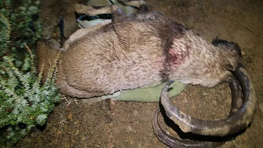 Çemişgezek'te yaban keçisi avlayan 2 kişiye 126 bin lira ceza