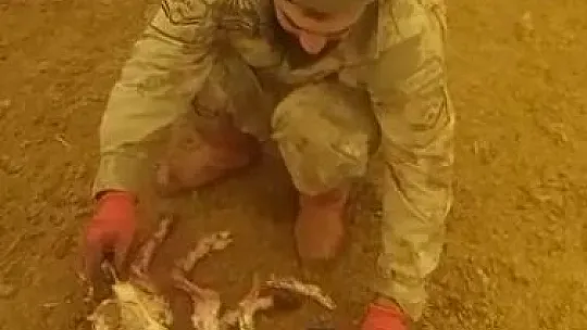 8 ayaklı kuzu görenleri şaşırttı
