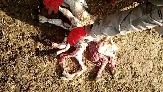 8 ayaklı kuzu görenleri şaşırttı