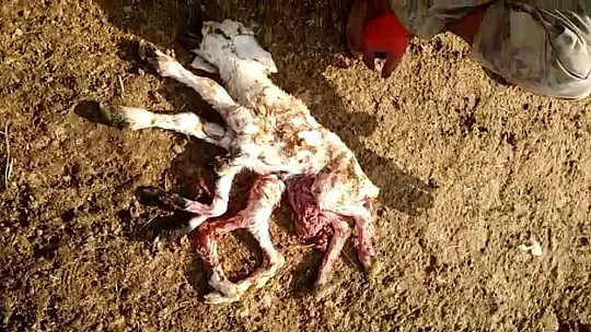 8 ayaklı kuzu görenleri şaşırttı