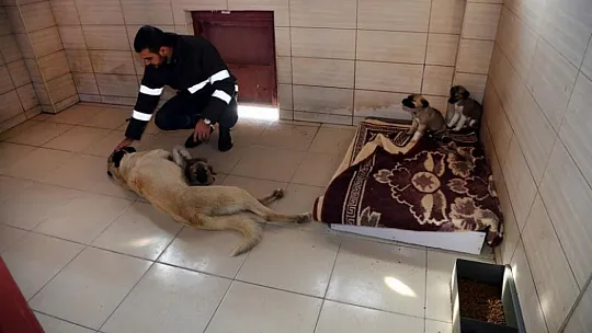 Türkiye'nin en büyük hayvan bakım evi ziyarete açılıyor