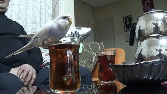 Maviş'in çay keyfi görülmeye değer