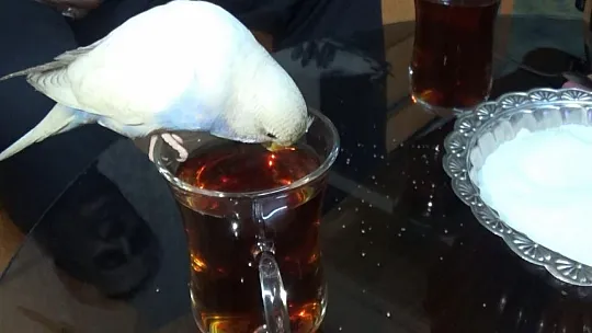 Maviş'in çay keyfi görülmeye değer