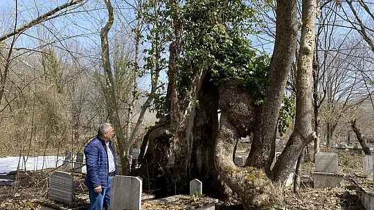 350 yıllık çınar ağacında Allah lafzı