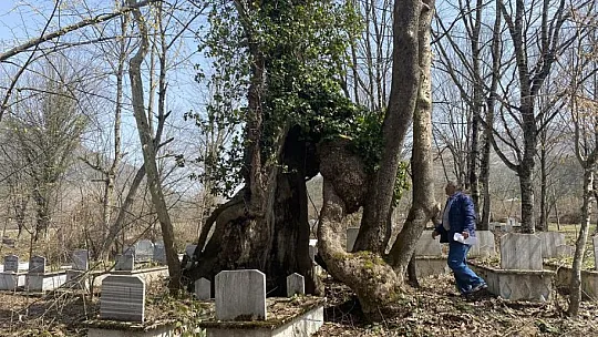 350 yıllık çınar ağacında Allah lafzı