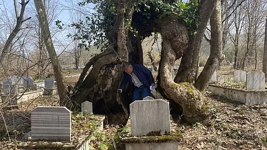 350 yıllık çınar ağacında Allah lafzı