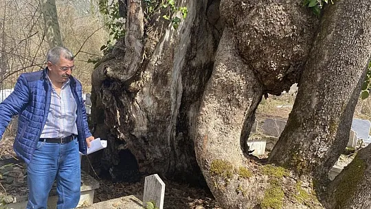 350 yıllık çınar ağacında Allah lafzı