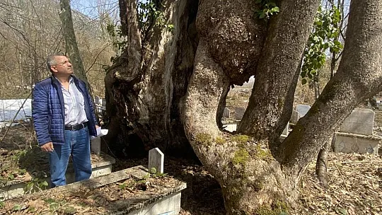 350 yıllık çınar ağacında Allah lafzı