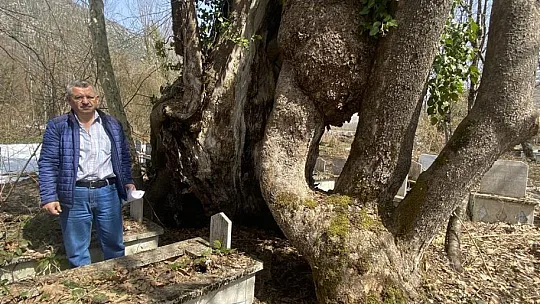 350 yıllık çınar ağacında Allah lafzı