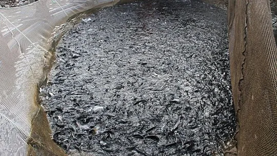 Bingöl'de 325 ton alabalık hasadı yapıldı