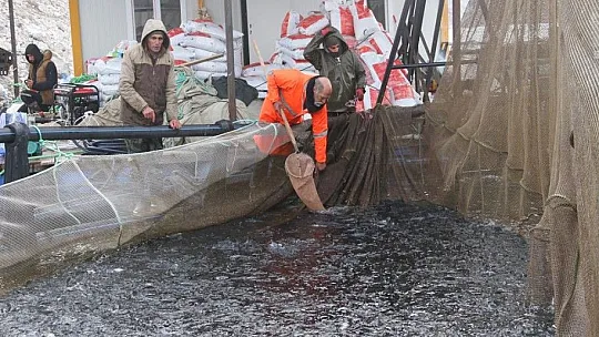Bingöl'de 325 ton alabalık hasadı yapıldı