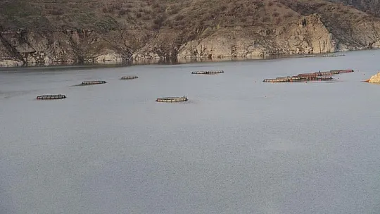 Bingöl'de 325 ton alabalık hasadı yapıldı