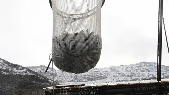 Bingöl'de 325 ton alabalık hasadı yapıldı