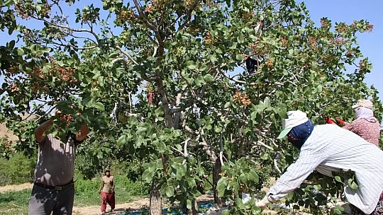 Burada yetişmez denilen fıstığı üreterek bir ilke imza attı