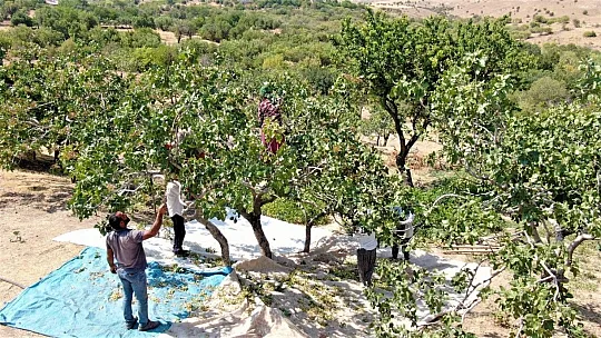 Burada yetişmez denilen fıstığı üreterek bir ilke imza attı