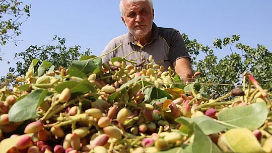 Burada yetişmez denilen fıstığı üreterek bir ilke imza attı