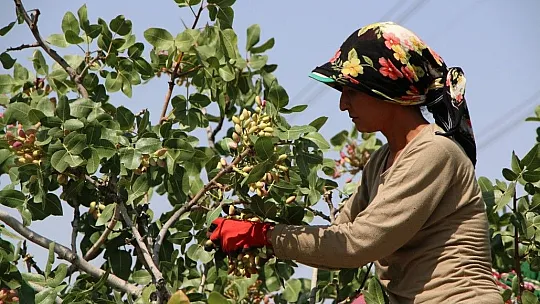 Burada yetişmez denilen fıstığı üreterek bir ilke imza attı