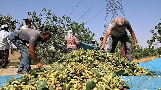Burada yetişmez denilen fıstığı üreterek bir ilke imza attı