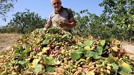 Burada yetişmez denilen fıstığı üreterek bir ilke imza attı