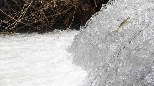 Siraz balıklarının akıntıya karşı göçü başladı