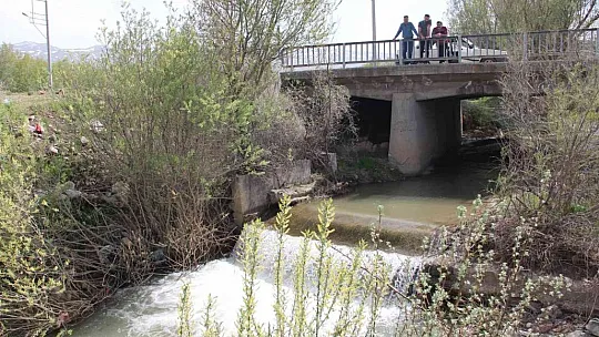 Siraz balıklarının akıntıya karşı göçü başladı