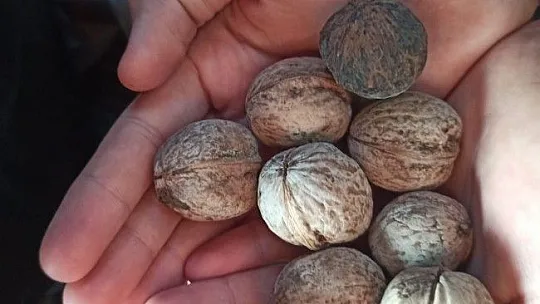 Cevizi top yapıp plastik meyve kasasında langırt oynadılar
