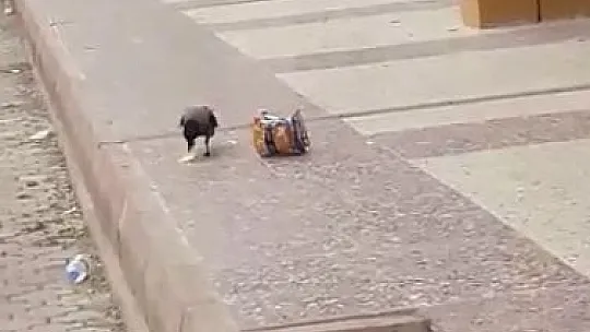 Cips hırsızı karga objektiflere yakalandı