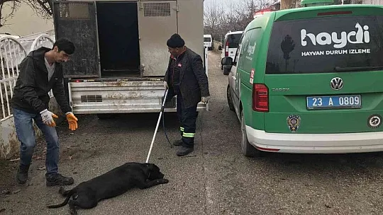 Cezayı duyunca pitbull'u kendi elleri ile teslim etti