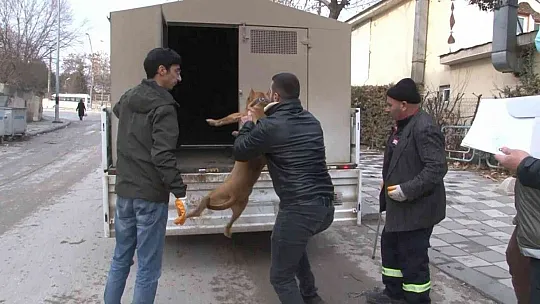 Cezayı duyunca pitbull'u kendi elleri ile teslim etti