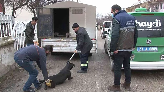 Cezayı duyunca pitbull'u kendi elleri ile teslim etti
